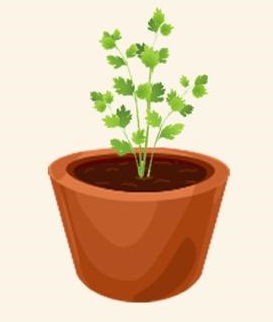 Huerto en casa: ¿Qué vegetales puedes sembrar en febrero?