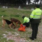 En Soacha, jornada de alimentación a caninos abandonados