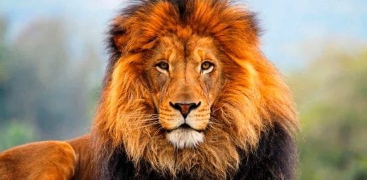 El león: ¿Rey de la selva o de la sabana? Aquí le explicamos