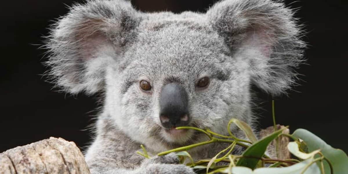 WALLPAPER CELULAR kawaii koala koala animales tiernos