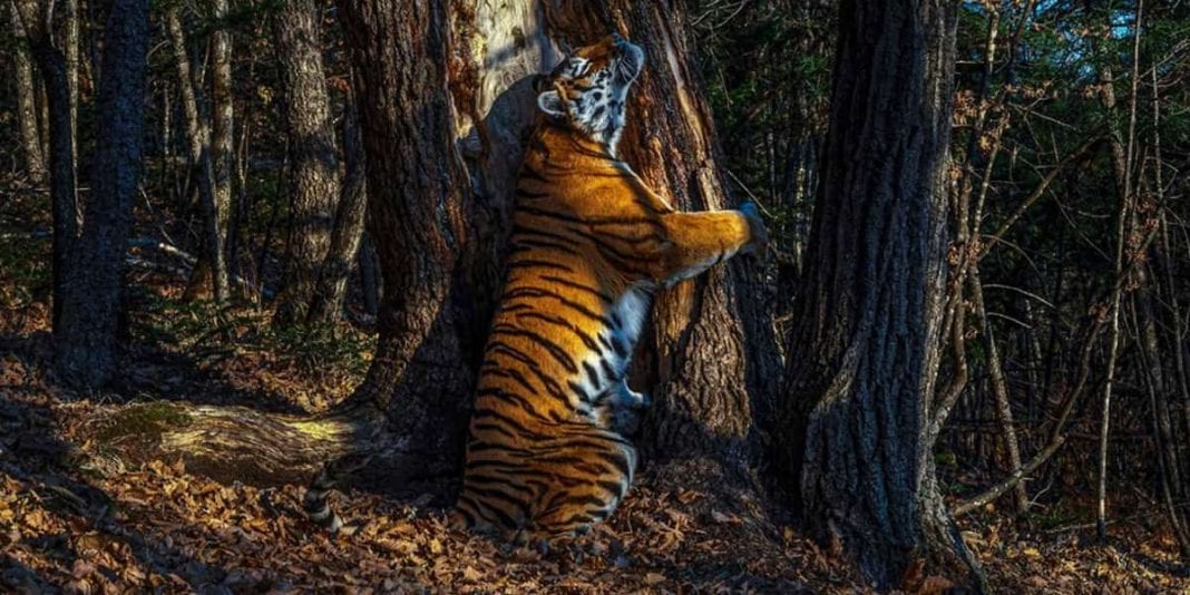 ‘El abrazo’, ganadora a la mejor fotografía de vida salvaje
