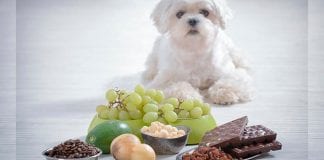Alimentos que debemos evitar darle a nuestro perro