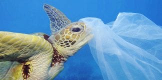 Por esta razón los animales marinos no pueden dejar de comer plástico