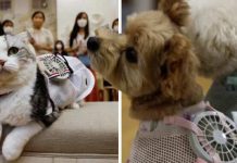Una marca japonesa crea ventilador para perros y gatos
