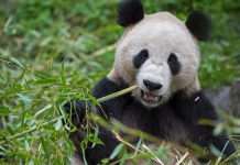Día internacional de los osos panda, ¿Por qué se celebra?