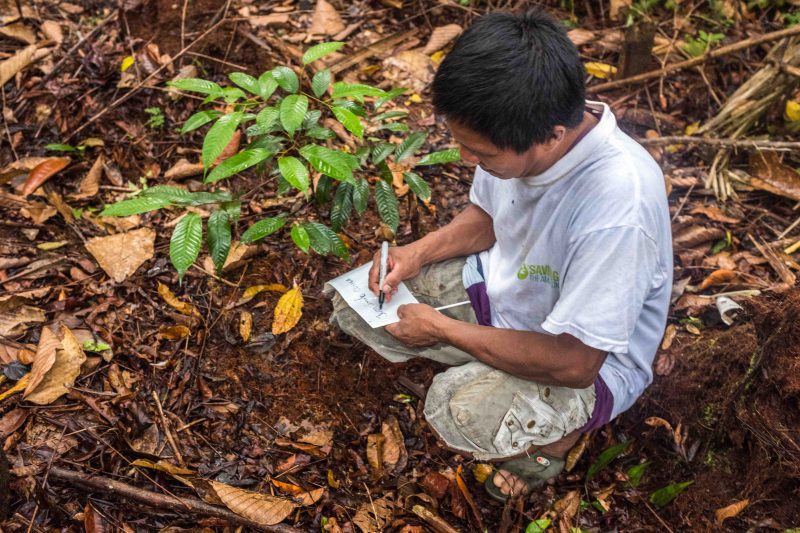 ¡Todo árbol es sagrado! La ancestralidad del Amazonas en riesgo